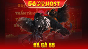 Đá Gà 88 - Tham Gia Trải Nghiệm Những Trận Đấu Hấp Dẫn Nhất