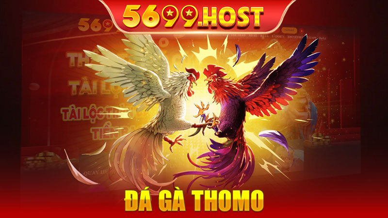 Đá gà thomo - Trải nghiệm cá cược đỉnh cao và hấp dẫn