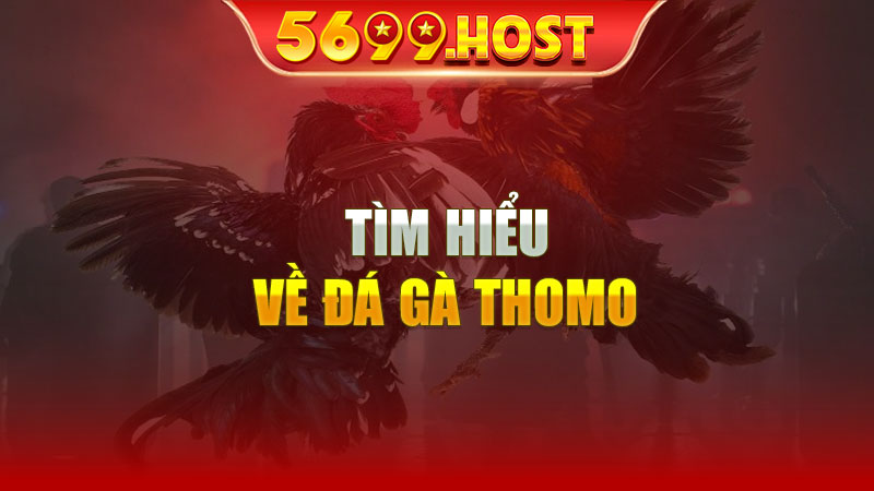 Tìm hiểu về đá gà thomo